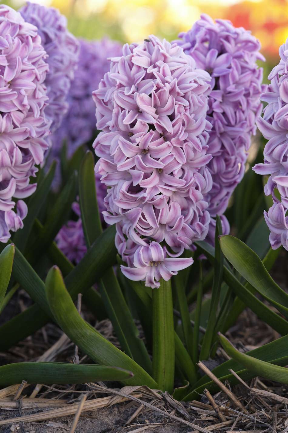 Hyacint 'Splendid Cornelia'